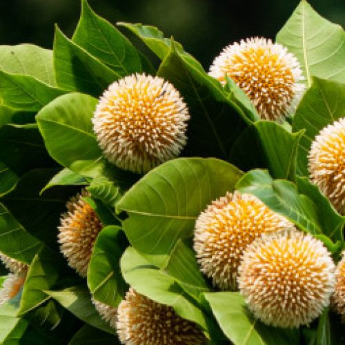 Badol Rater Kothom Phool Pranhora